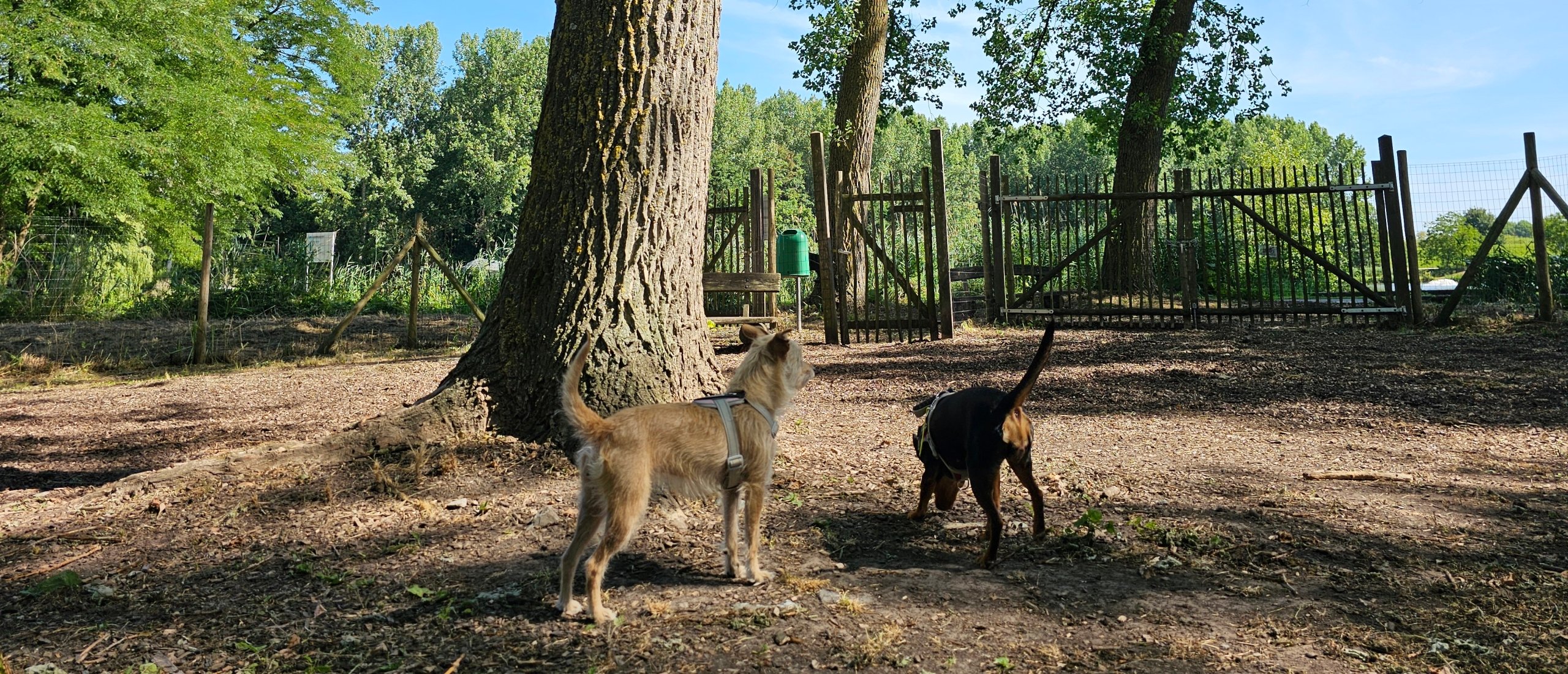Het hondenbos in Hamme losloopweide voor honden