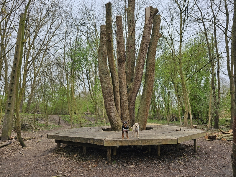 Het houten podium in het speelbos Robin Woet in Grembergen