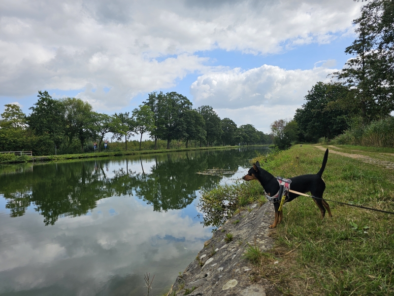 het kanaal Bocholt-Herentals wandelen met hond het kanaal Bocholt-Herentals wandelen met hond