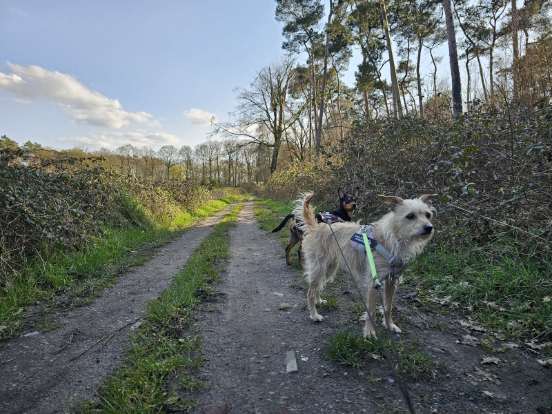 Het Keigatbos in Ursel, Aalter Het Keigatbos in Ursel, Aalter