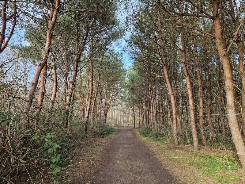 Het Lintbos in Grimbergen