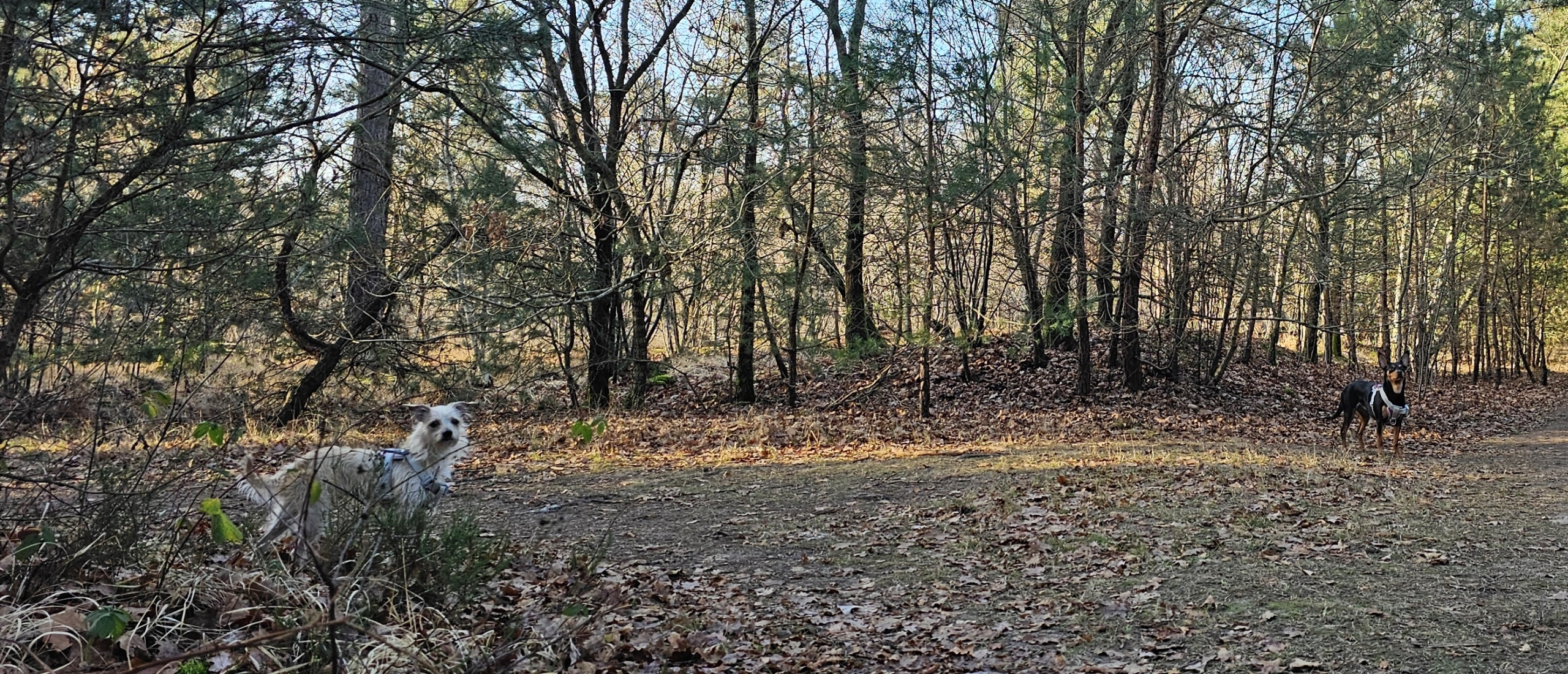 Het losloopgebied de Seterse Bergen in boswachterij Dorst in Oosterhout, Noord-Brabant met honden