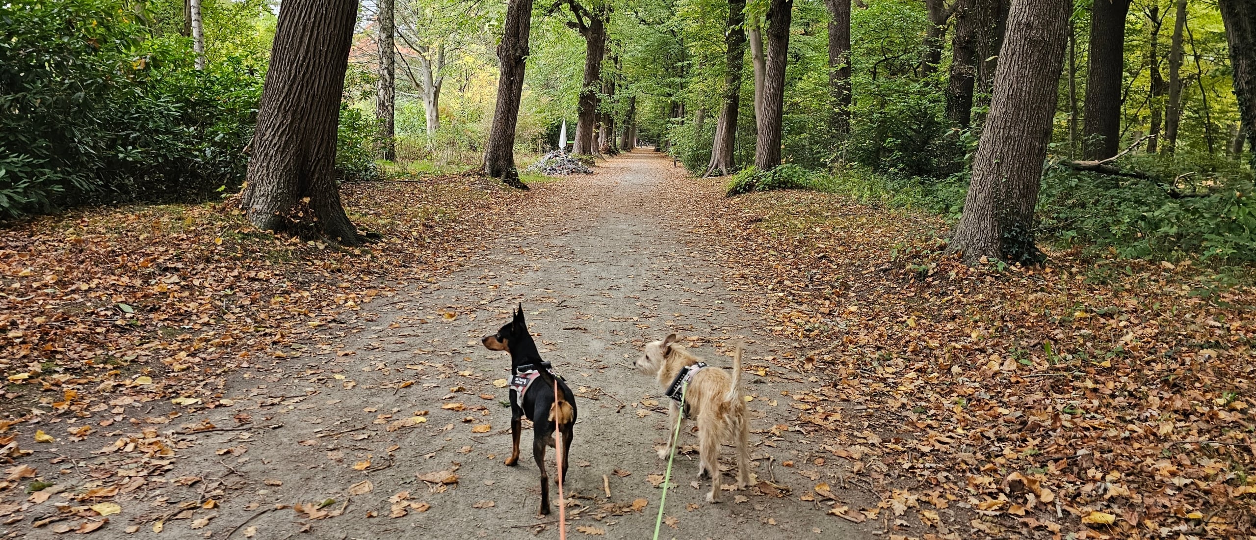 Het nachtegalenpark in Antwerpen wandeling met hond