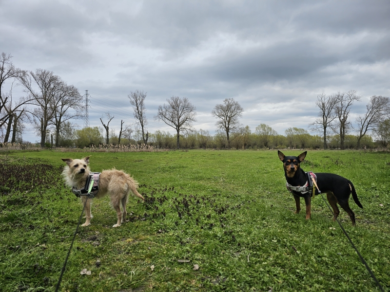 Het natuurgebied De Bomputten in Vilvoorde Het natuurgebied De Bomputten in Vilvoorde
