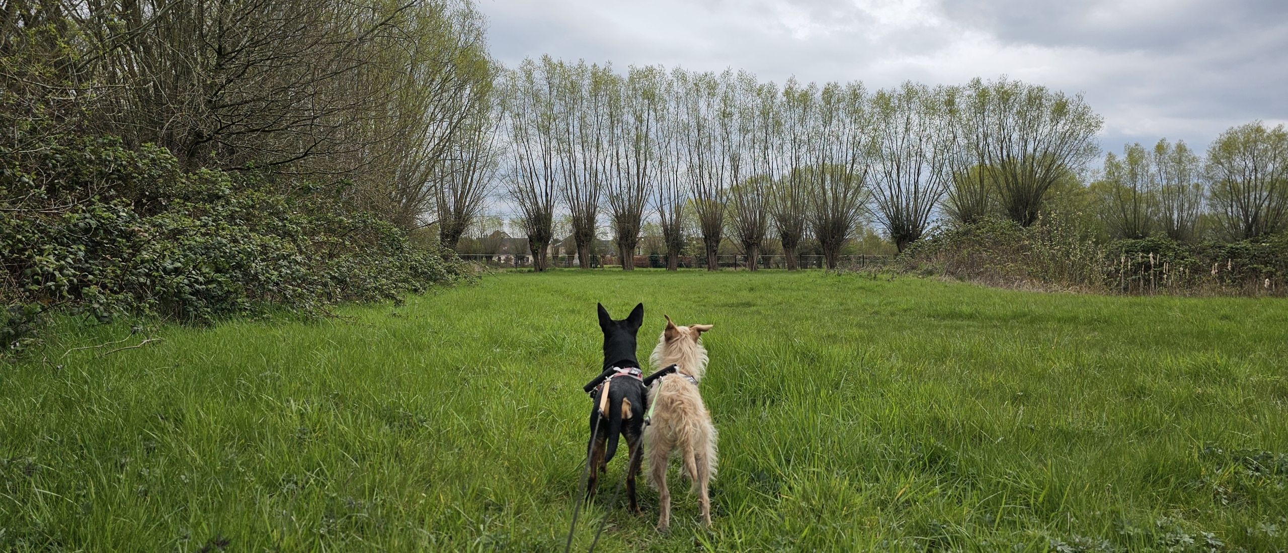 Het natuurgebied De Bomputten in Vilvoorde wandelen met hond
