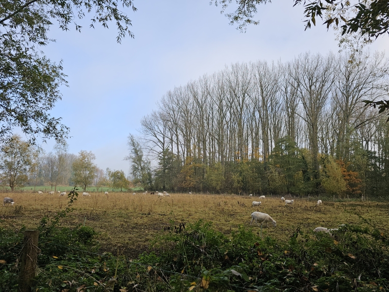 Het natuurgebied De olvertemse Beemden in Meise