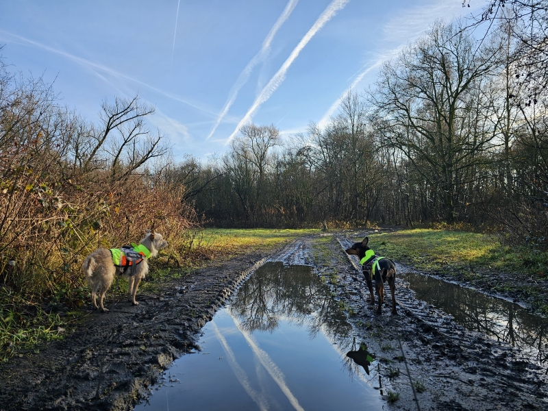 Het natuurgebied de Oude Landen in Ekeren