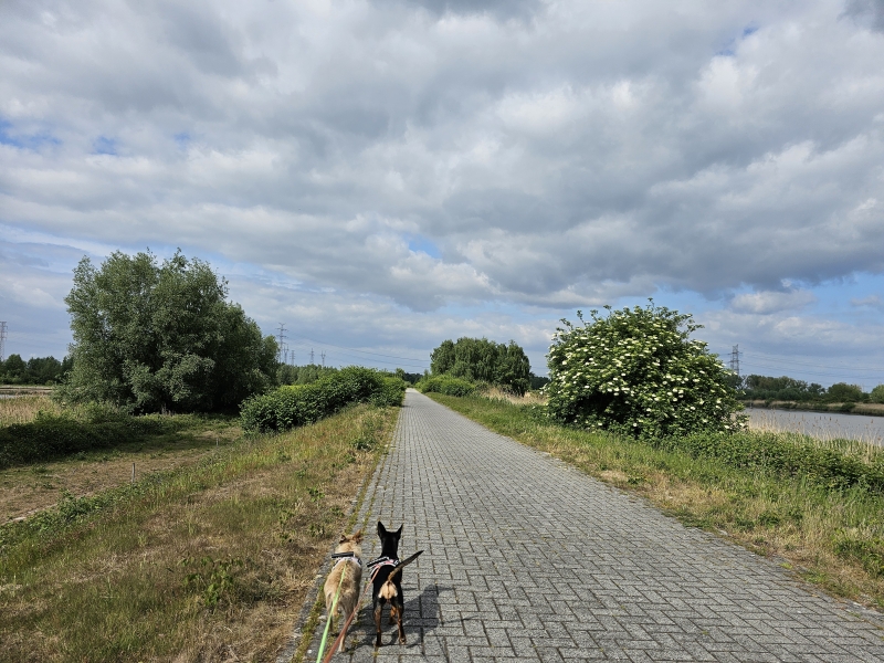 Het natuurgebied het Noordelijk Eiland in Wintam wandeling met hond