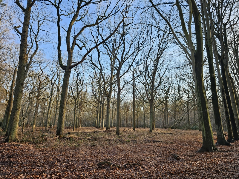 Het Peerdsbos in Brasschaat