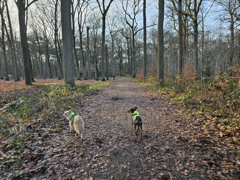 Het Peerdsbos in Brasschaat, Antwerpen wandelen met hond