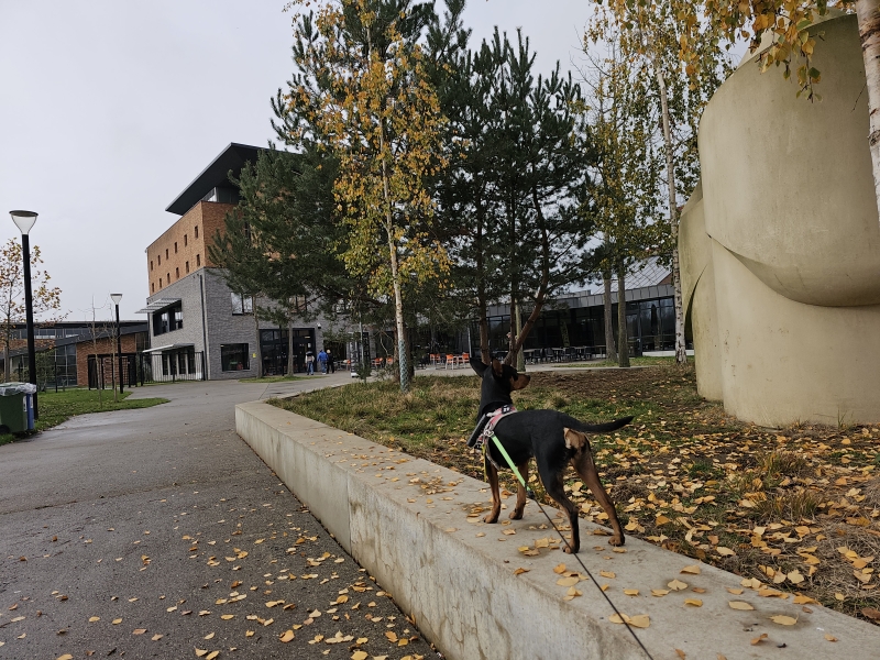 Het Provinciaal Domein Puyenbroeck wandeling met hond