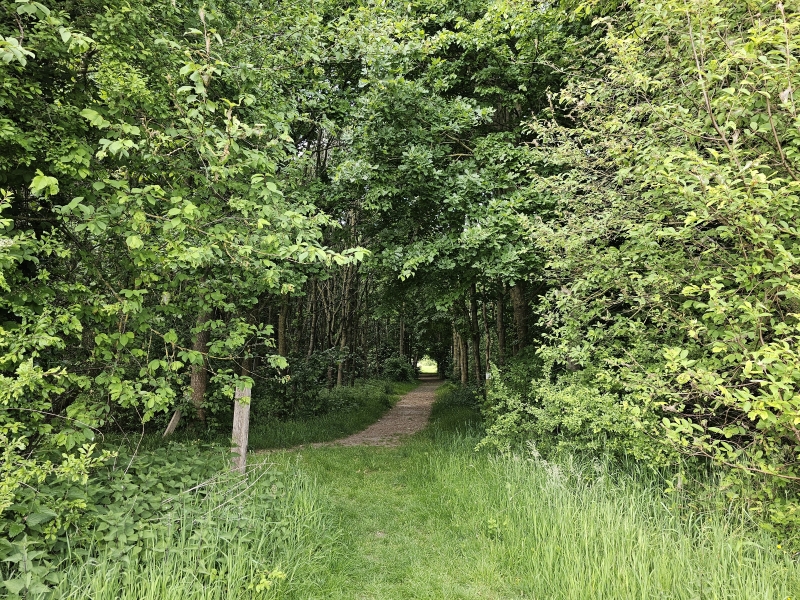 Het Rhodesgoed bos in Krachtem, Izegem bij Roeselare in West-Vlaanderen