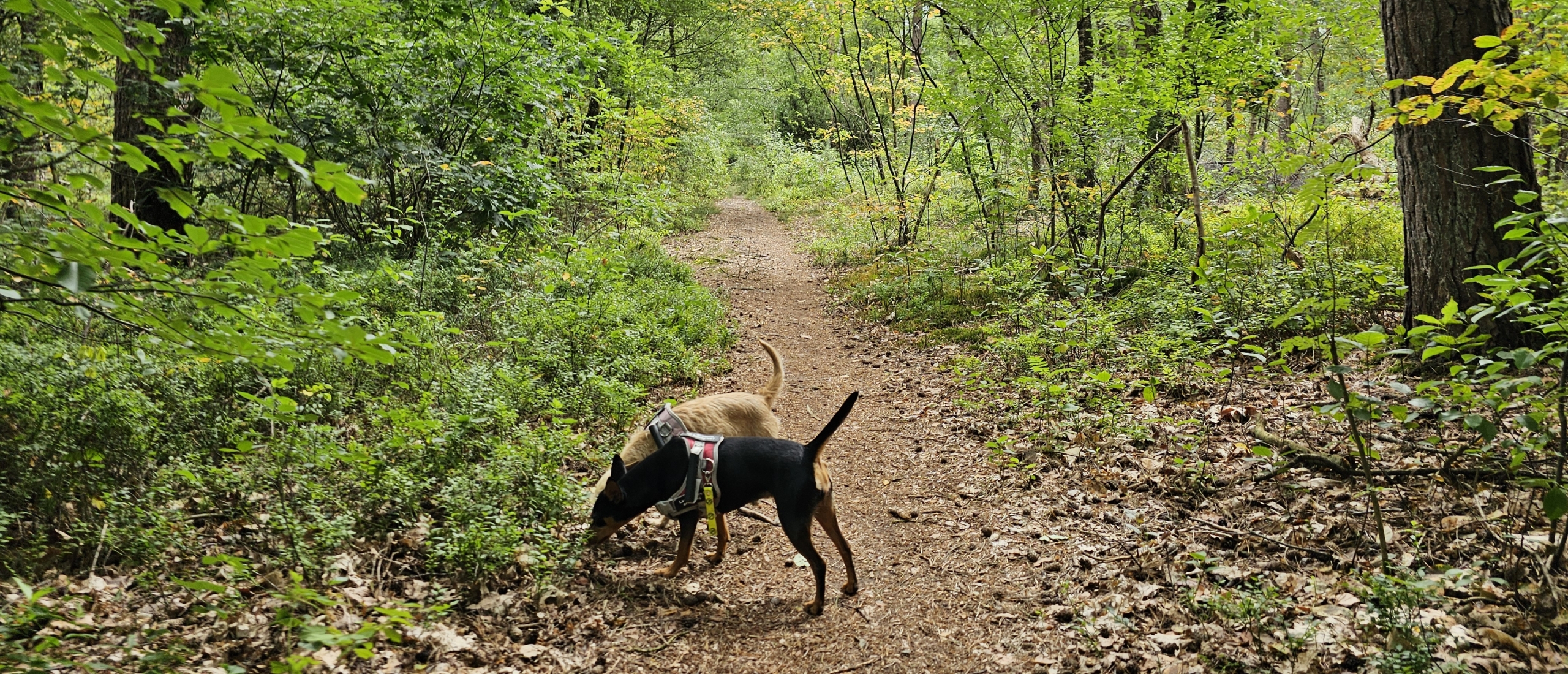 Het vierhouterbos in Vierhouten honden loslopen