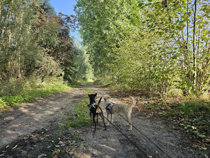Het Wullebos in Stekene met hond Het Wullebos in Stekene met hond