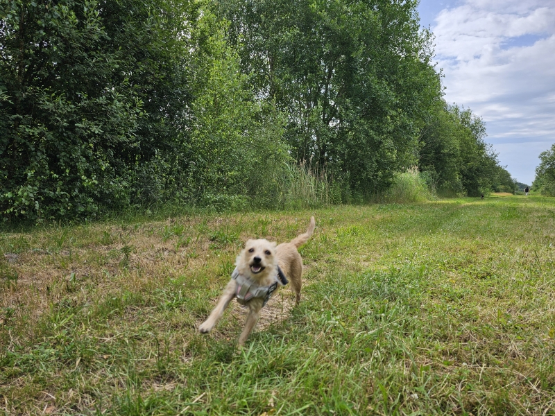 Hittegolf en warme zomerdagen tips om je hond koel te houden