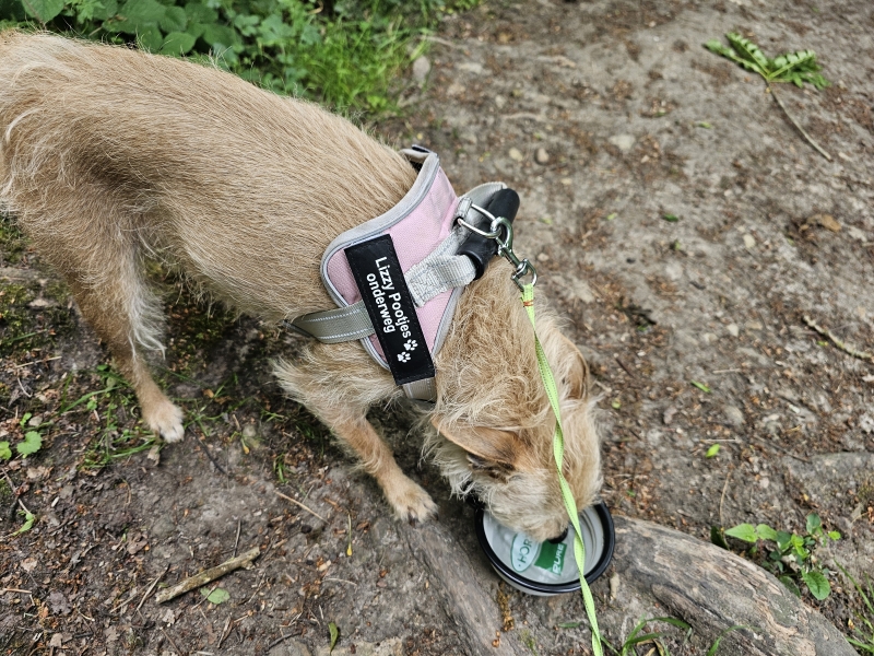 Hoe houd jij je hond koel op warme dagen?