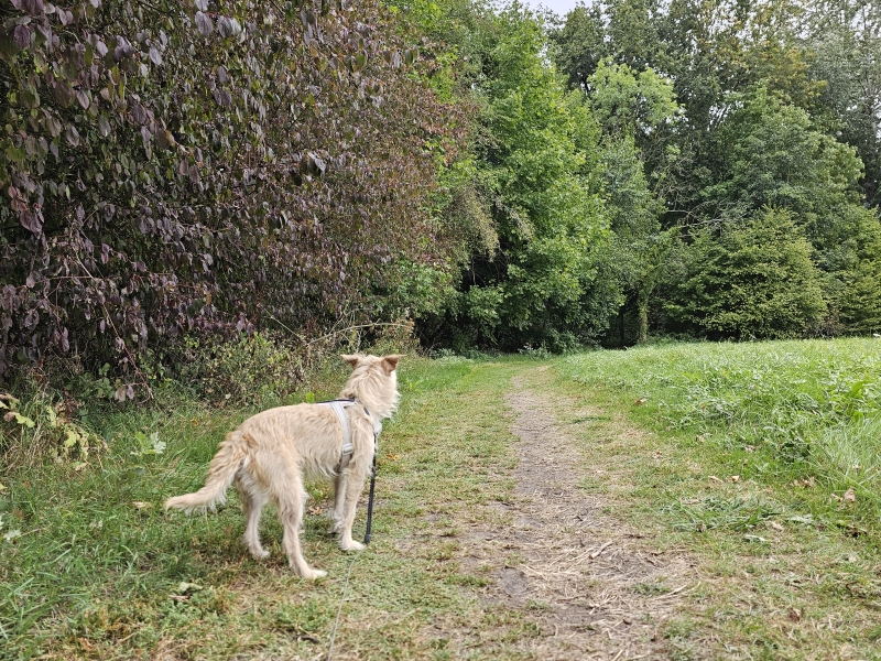 Hof ter Linden wandelroute 8 kilometer met hond in Edegem