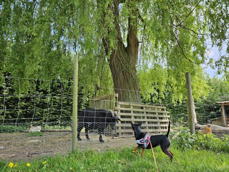 Hond bij enkele dieren