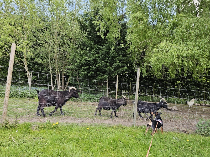 Lana bij enkele geiten
