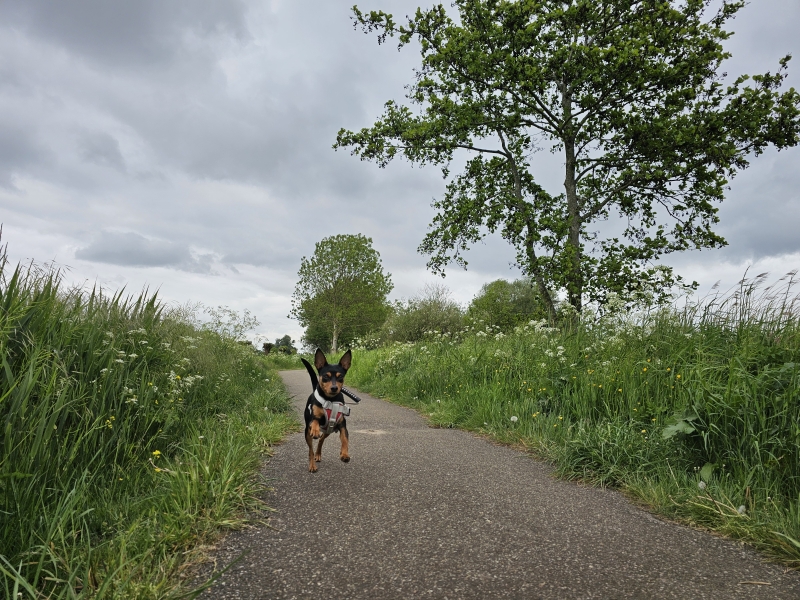 Hond Lana bij de Wagenbergse Put in Noord-Brabant, Nederland