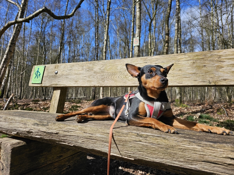 Hond Lana op een bankje in het Stropersbos