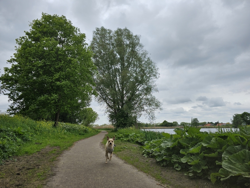 Hond Lizzy bij De Put in Wagenberg