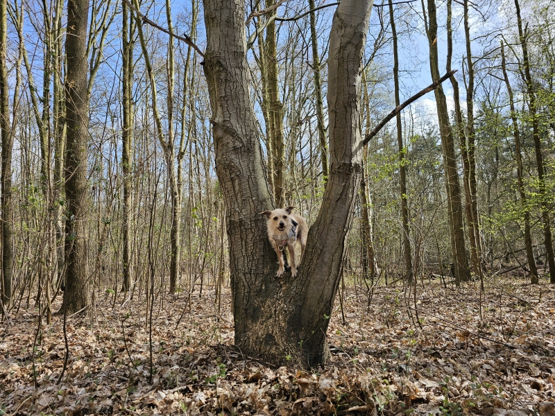 Hond Lizzy in een boom in het Stropersbos