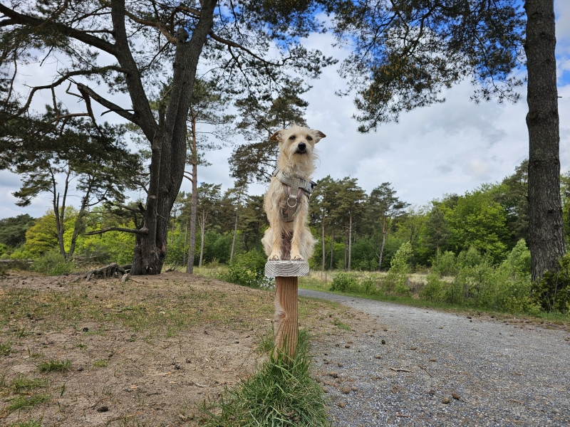 Hond los Bakkeveense Duinen