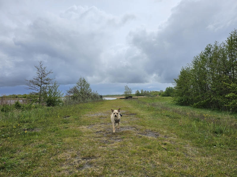 Hond los Balalstplaatbos wandelen Hond los Balalstplaatbos wandelen