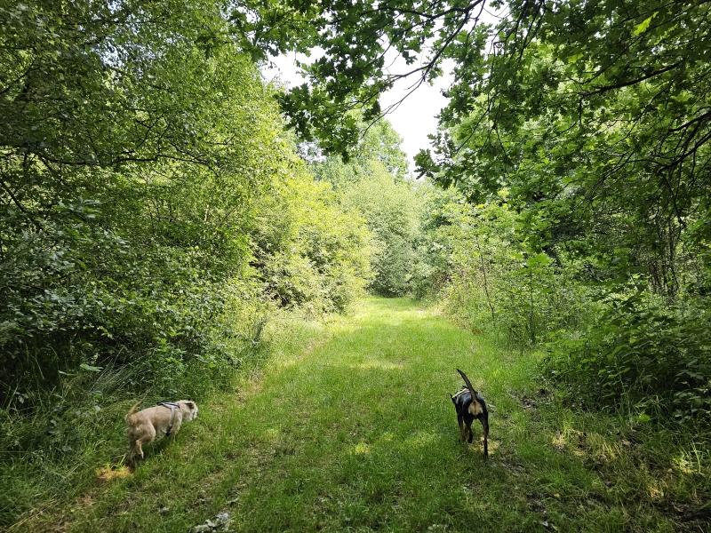 Hond los Lozerheide Bocholt