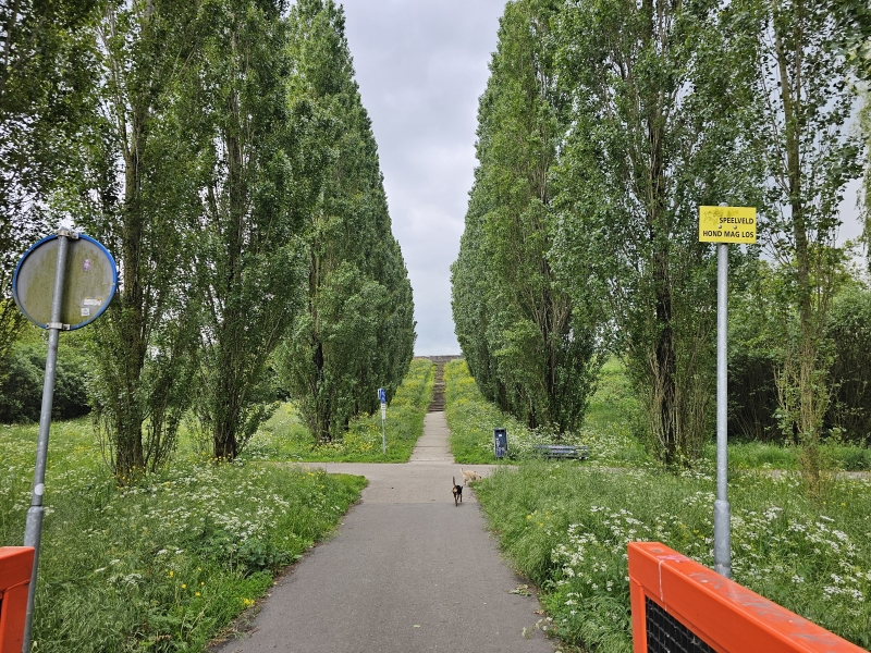 Hond los Veldhuizerpark in Utrecht, Nederland Hond los Veldhuizerpark in Utrecht, Nederland