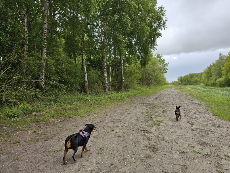 hond Loslopen in het Ballastplaatbos in Lauwersoog in Friesland hond Loslopen in het Ballastplaatbos in Lauwersoog in Friesland