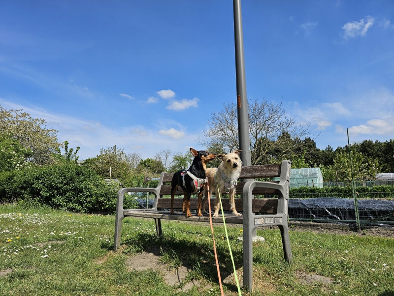 Honden bij de volkstuintjes vinkenveld op de geitenpadroute in Wilrijk
