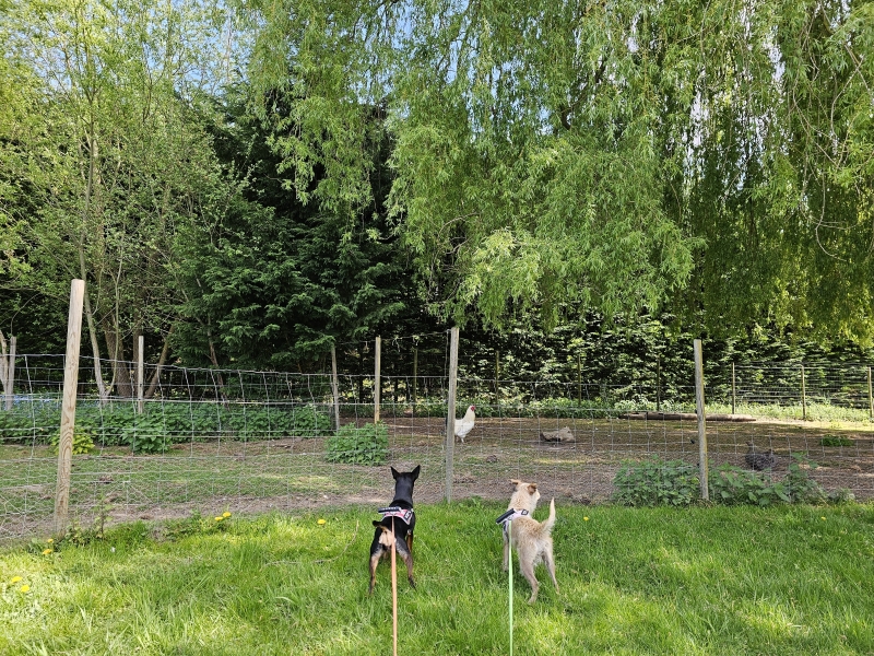 Honden bij enkele geiten en een kip tijdens de wandeling in Wilrijk