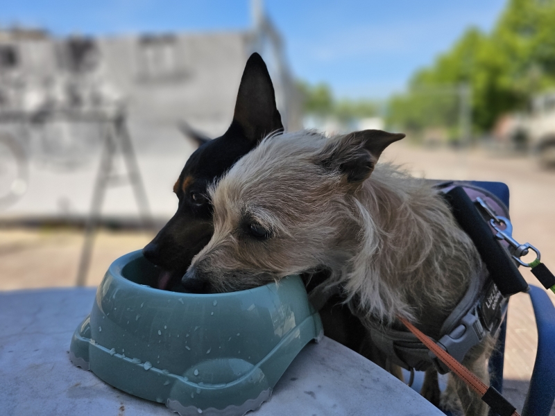 Honden drinken fris water tijdens het winkelen in Hulst