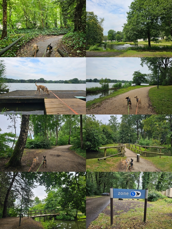 Honden in De Hutteneheugte tijdens onze vakantie in Drenthe in Centerparcs
