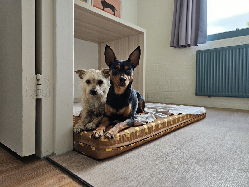 Honden in de speciale dog cottage van Centerparcs in het park De Huttenheugte in Drenthe, Nederland