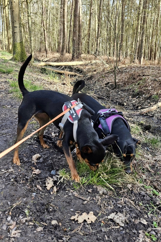 Honden in het Stropersbos