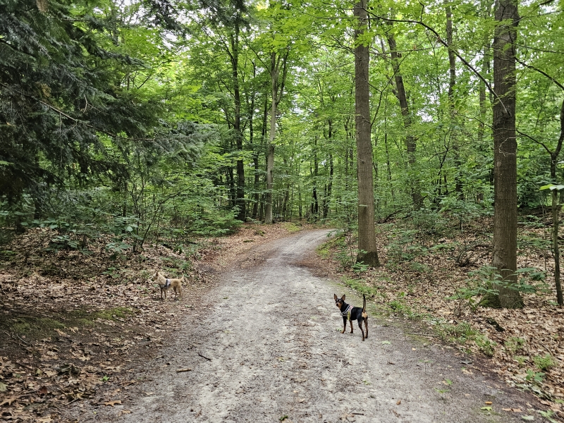 Honden los Belvederebos West wandeling