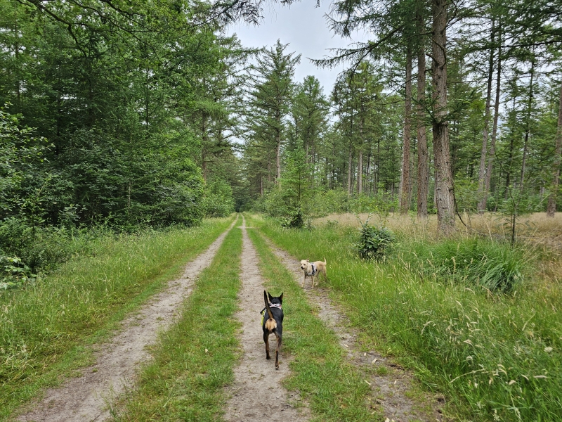 Honden los in Boswachterij Schoonloo