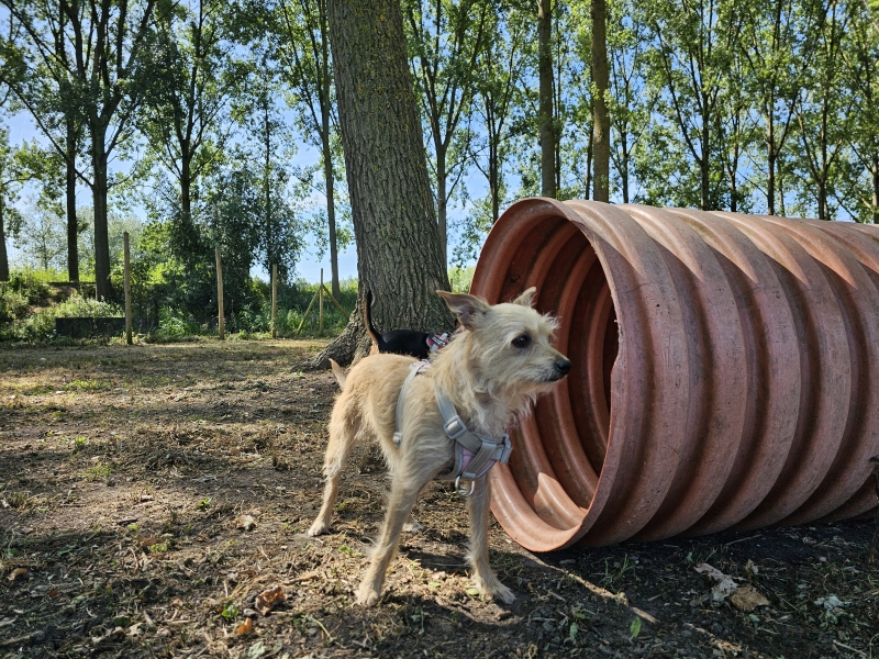 Honden los in het Hondenbos in Hamme