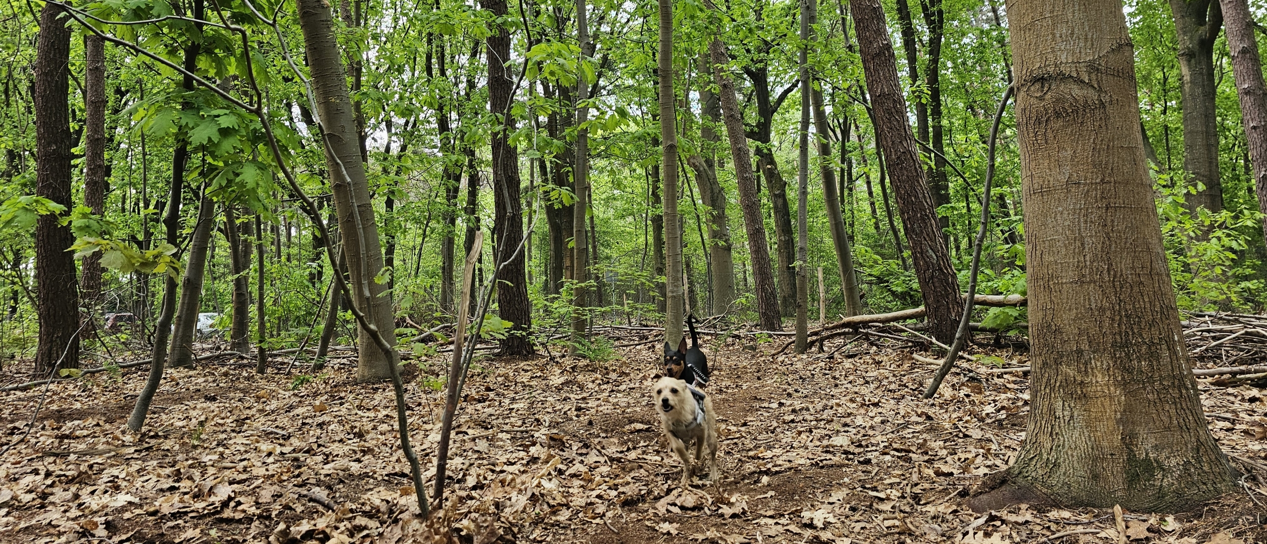 Honden loslopen in het bos in Wouwse Plantage