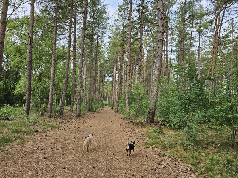 Honden loslopen kattenbos Lommel