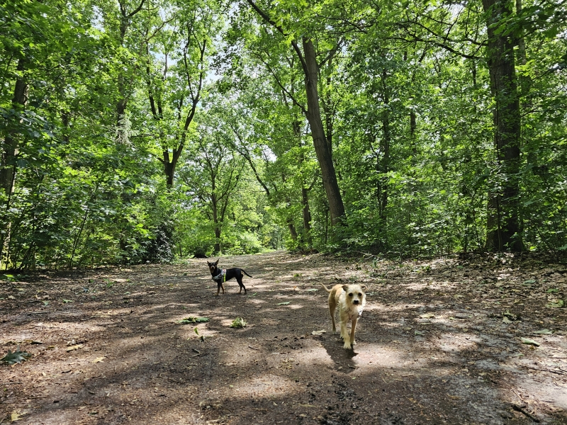 Hondenlosloopgebied Emmen Noordbargerbos