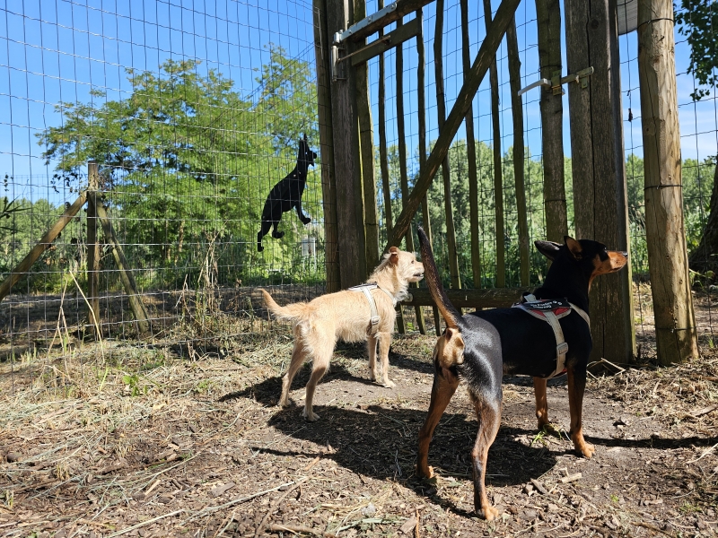 Hondenlosloopweide in Hamme het Hondenbos