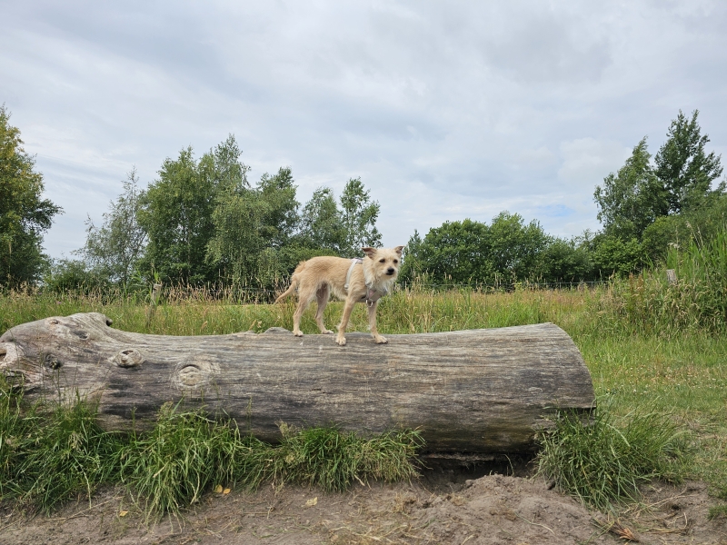 Hondenstrand Grote Rietplas Emmen