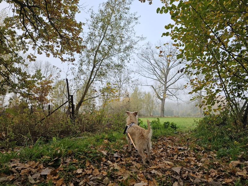 Hondenwandeling door de natuur in Wolvertem