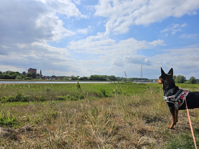 Hondenwandeling Wintam, Bornem