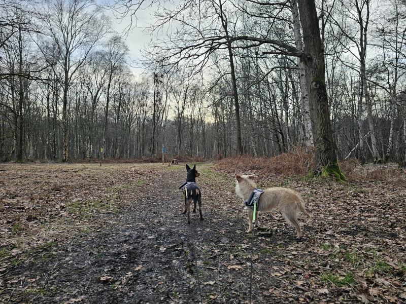 Hondsbossen Sint-Katelijne-Waver
