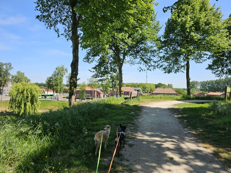 Hulst stadswandeling met hond